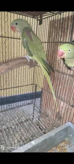 3 Months Male Raw Parrot