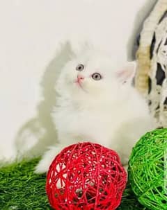 Persian cat