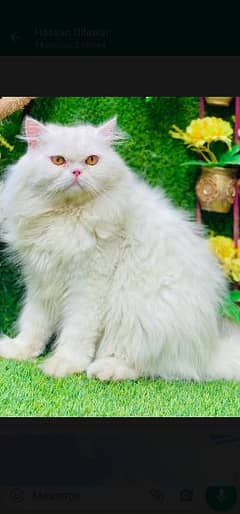 triple coated Persian male