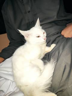 Persian Tripple Coat Female Cat