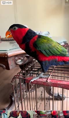 Parrot