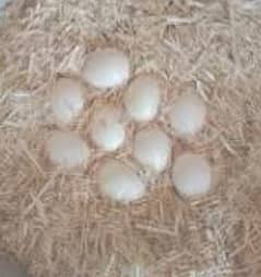 aseel eggs  available