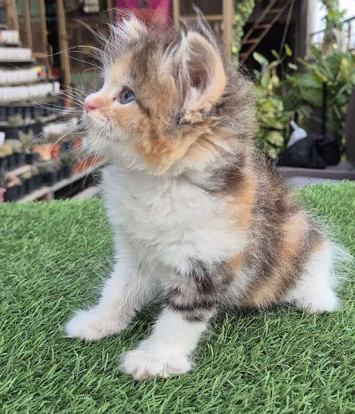 calico Queen Cute Persian kittenl Persian cat | kitten | 1