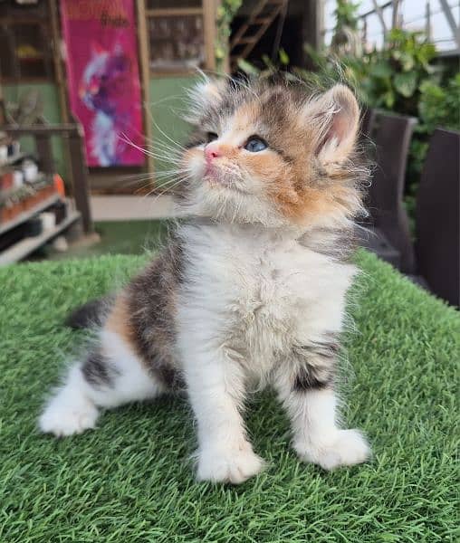 calico Queen Cute Persian kittenl Persian cat | kitten | 4