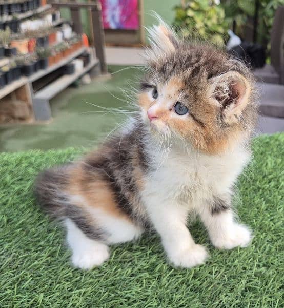 calico Queen Cute Persian kittenl Persian cat | kitten | 6