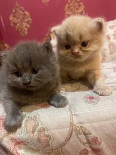 triple coated persian kittens