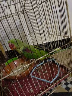 Raw parrot for sale beautiful parrot