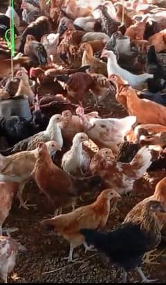 Golden misri hens | Murghiyan | Misri hens | Hens for sale