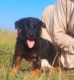 German Shepherd Dabal coat male available for sale