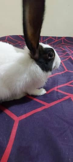 Pet Rabbit For Sale with cage