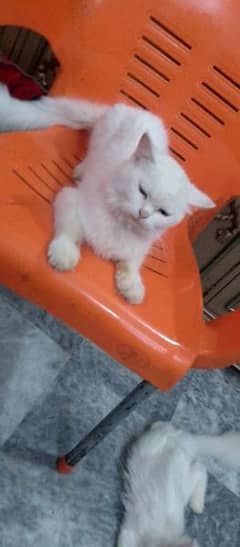 white Persian male cat