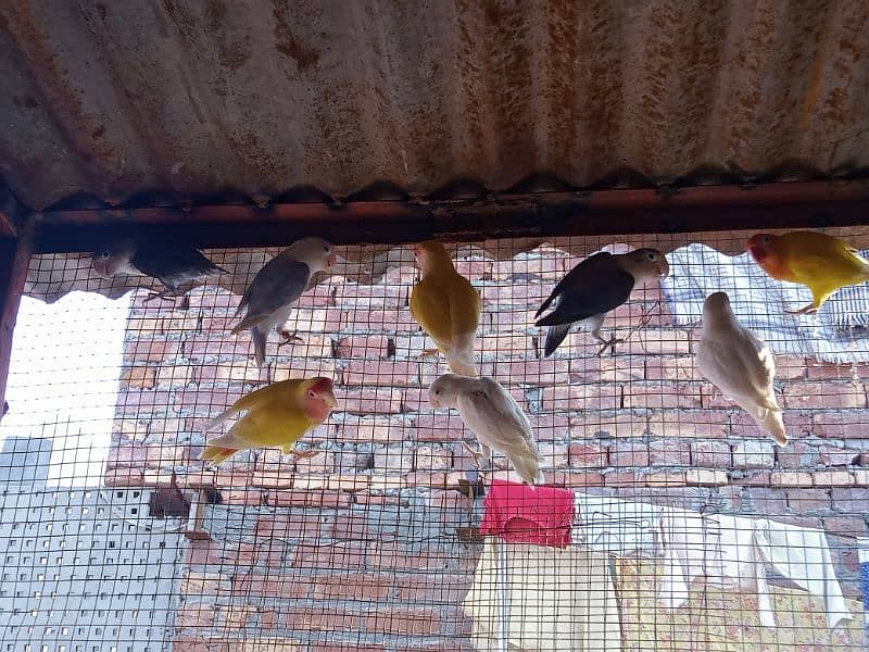 love birds mix breeds breeder pair 0307-3972510 1