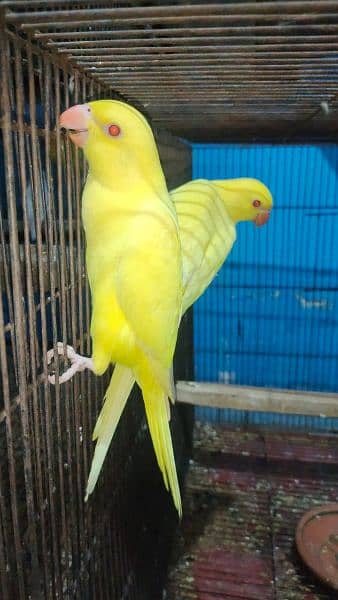 yellow parrots 0