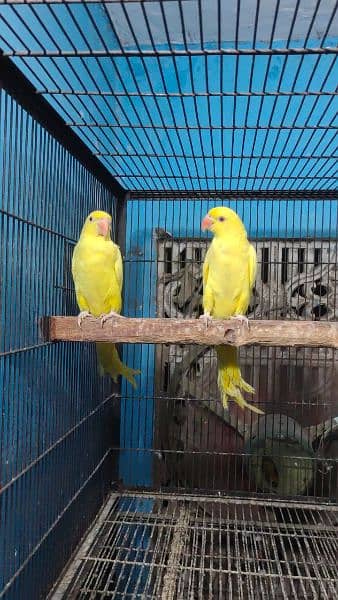 yellow parrots 1