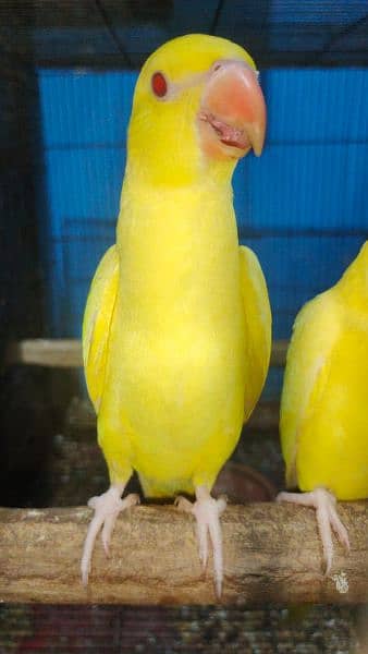 yellow parrots 2