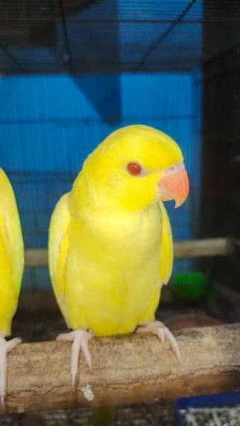 yellow parrots 3