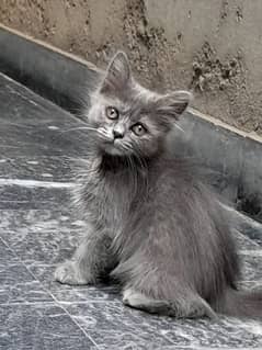 persian kitten