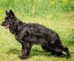 German shepherd female puppy available black