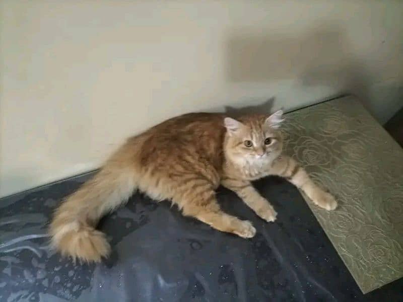 har range and age mein cat or kittens available hn some adoptions 0