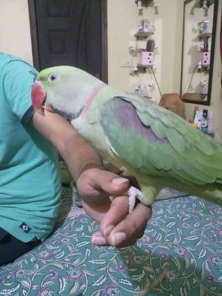 Raw parrot pair 4