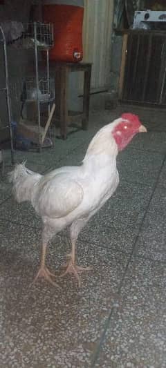 white aseel heera for sale