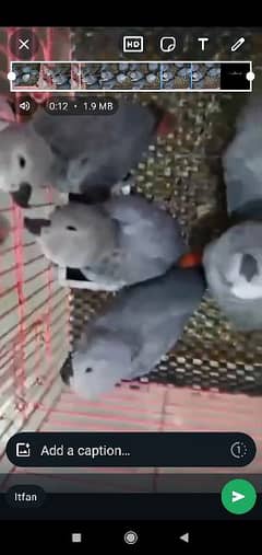 African grey parrot checks for sale 0336*51*30*711