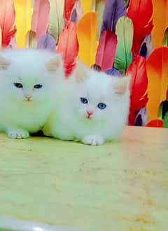 family cat for sale my WhatsApp number 0325-74-52-678