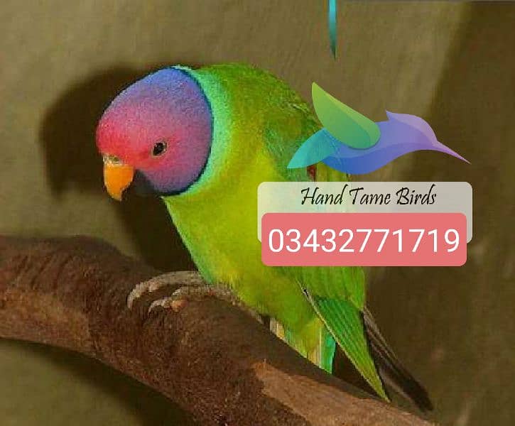 Hand tamed birds cocktails love birds budgies plum head 0343-27717-19 3