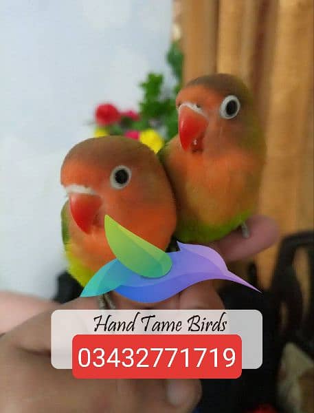 Hand tamed birds cocktails love birds budgies plum head 0343-27717-19 4