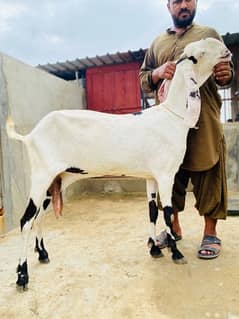 Beetal & Nagri High quality breed