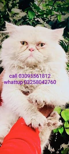 Extreme punch face Male Cat Available For StUd service 03095561812