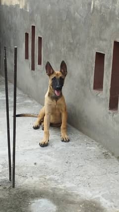 Belgian Malinois Puppy/ Belgian puppies /K9 dog for sale