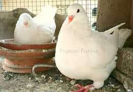 Healthy Breeding Pair of King Pigeons for Sale!