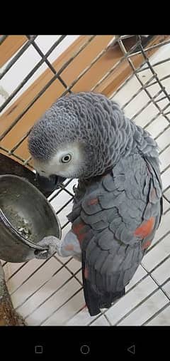 African Gray talking or friendly