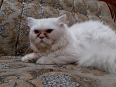 MALE BREADOR STUD  CAT AVAILABLE OR AVAILABLE CATS OR KITTEN