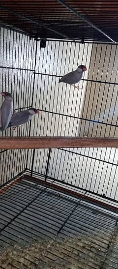 Silver java Pathai cremino male or parblue split ino ka pair available