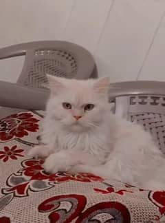 persian cat