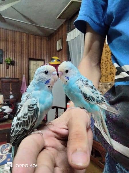 Australian parrot handtaime pair home breed 1