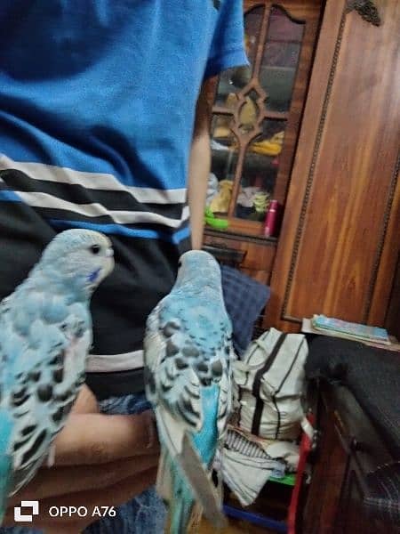 Australian parrot handtaime pair home breed 3