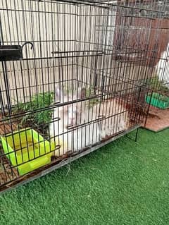 Rabbits Require to be Sail. . Hotot,  Lionhead,  Giant Angora