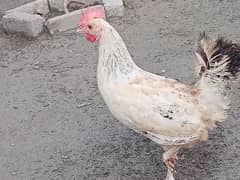 golden misri hen rate 1450 and original Desi & lohman hen rate 2 hazr