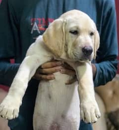 Labrador Puppy Non-ped