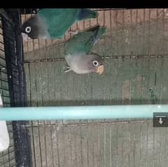 Blue personata Parrot Love Bird 0