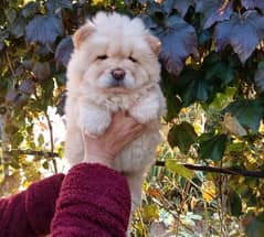 Imported Chow Chow Female Puppy