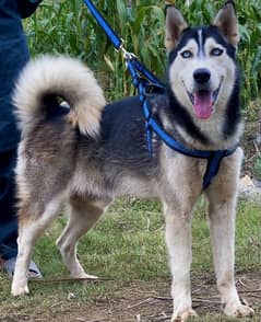 Siberian husky male Dabal coat important blood line for sale