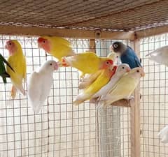 Lutino, Albino, BLue pasnata breeder pair