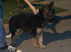 gsd puppy microchipped