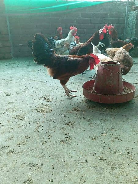 9 healthy and heavy Rooster 03281616205 7