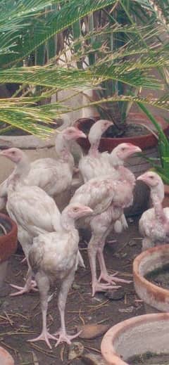 Aseel Heera breed For sale