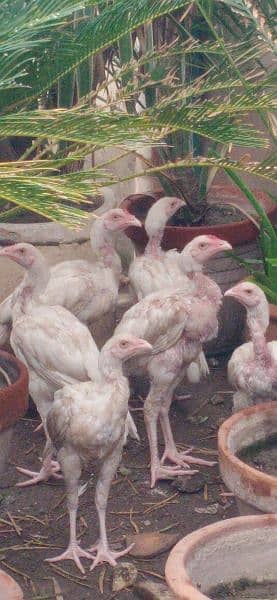 Aseel Heera breed For sale 0